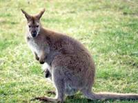Photo de Wallaby