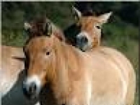 Photo de Przewalski