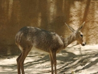Photo de Péléa