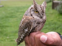 Photo de Scops