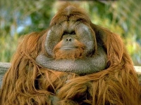 Photo de Orang-outan