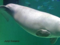 Photo de Dugong