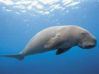 Photo de Dugong