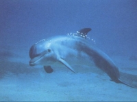 Photo de Tursiops