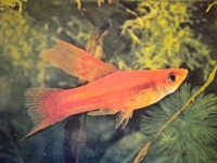 Photo de Xiphophore