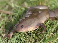 Photo de Xénope