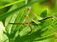 Photo de Xiphidion