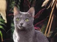 Photo de Korat