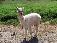 Photo de Lama
