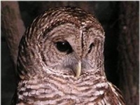 Photo de Strix