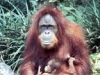 Photo de Pongo