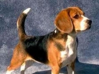 Photo de Beagle