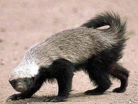 Photo de Ratel