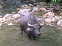 Photo de Carabao
