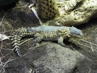 Photo de Cordyle