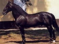 Photo de Nonius