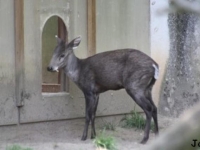 Photo de Elaphode