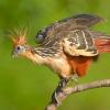 Photo de Hoatzin