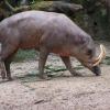 Photo de Babiroussa