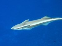 Photo de Remora