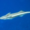 Photo de Remora