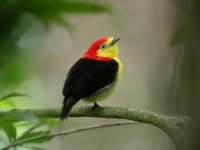 Photo de Manakin