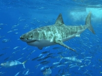 Photo de Squale