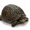 Photo de Tortue