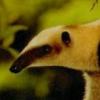 Photo de Tamandua