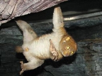 Photo de Potto