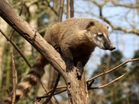 Photo de Coati