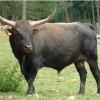 Photo de Aurochs