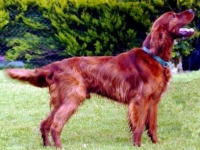 Photo de Setter