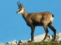 Photo de Chamois