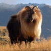 Photo de Tahr