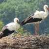 Photo de Cigogne