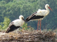 Photo de Cigogne