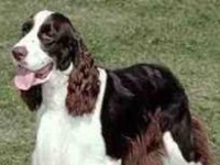 Photo de Springer