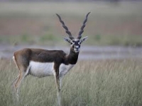 Photo de Blackbuck