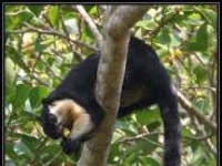 Photo de Ratufa