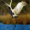 Photo de Brolga