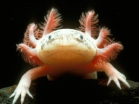 Photo de Axolotl