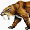 Photo de Smilodon