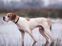 Photo de Pointer