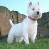 Photo de Westie