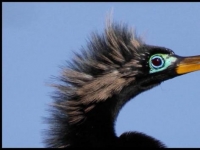 Photo de Anhinga