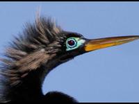 Photo de Anhinga