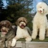 Photo de Lagotto