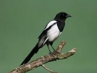 Photo de Pie (bavarde)