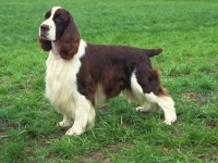 Photo de Springer